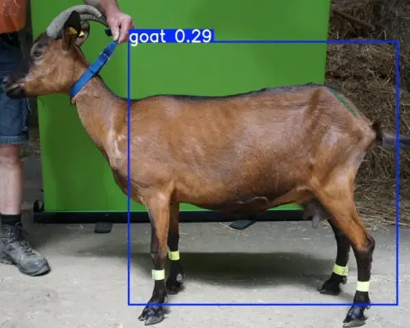 Ziege im Profil. Um die Ziege eine Bounding-Box.