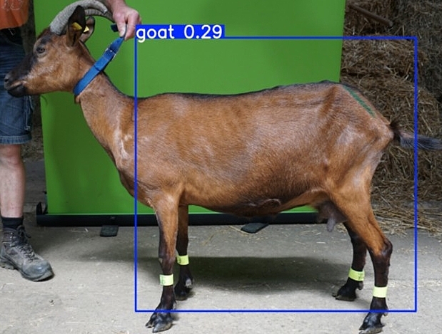 Ergebnis einer KI-Bildverarbeitung: Modell identifiziert Motiv als Ziege.