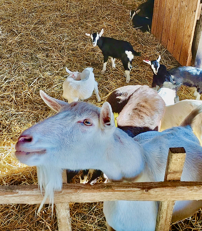 Ziege, die in die Kamera blickt.