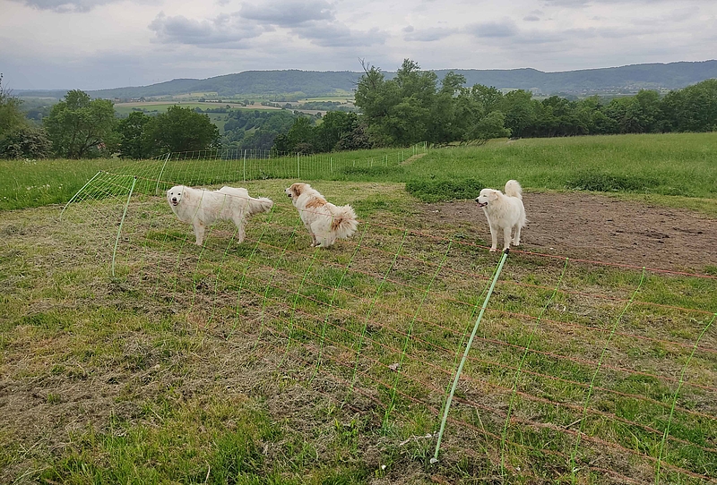 drei Hunde auf umzäunter Weide