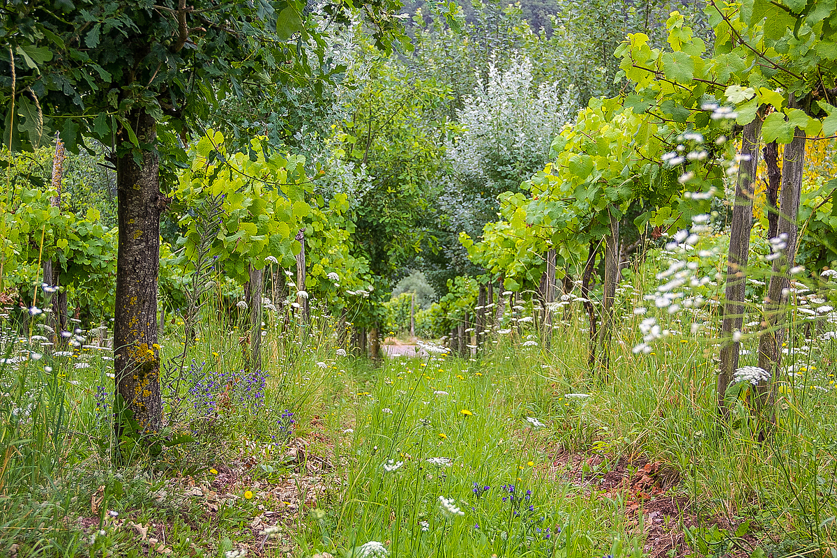 Weinrebenreihe mit kleinen Bäumen