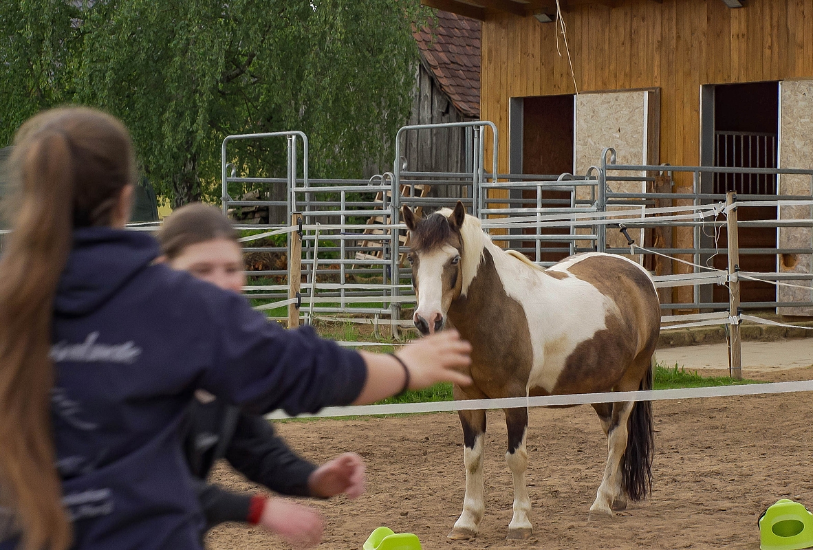 Pferd vor einem Stall mit Menschen 