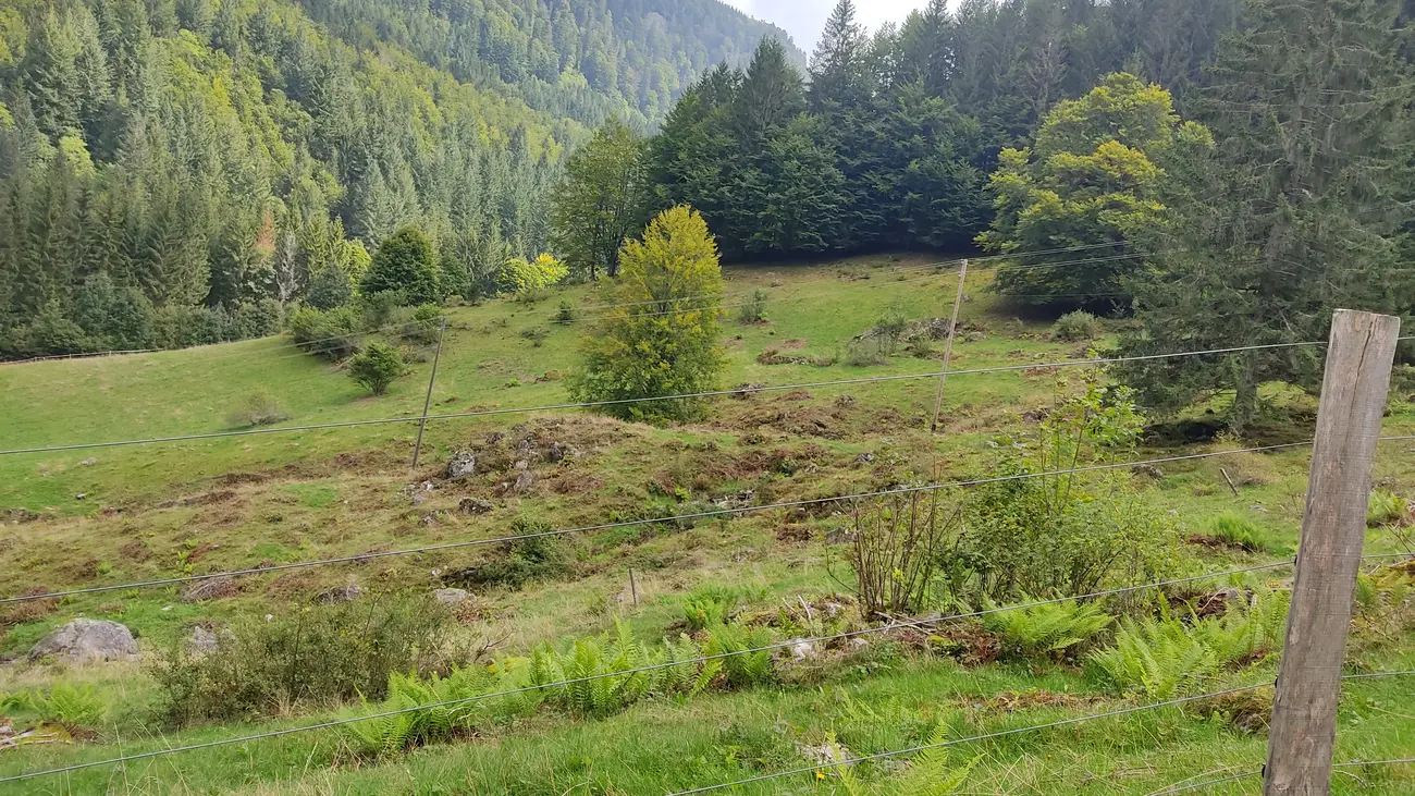 hügelige Waldlandschaft mit Umzäunung