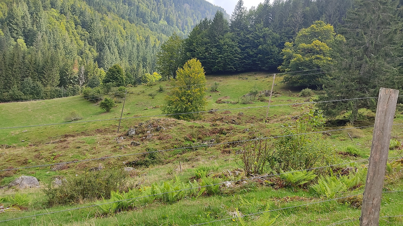 hügelige Waldlandschaft mit Umzäunung