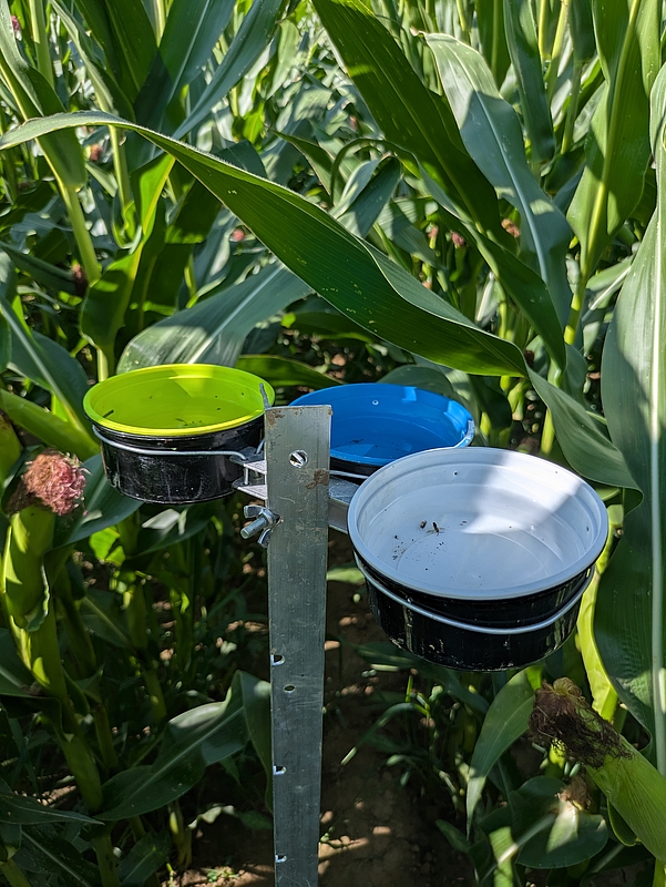Becherfalle im Maisfeld
