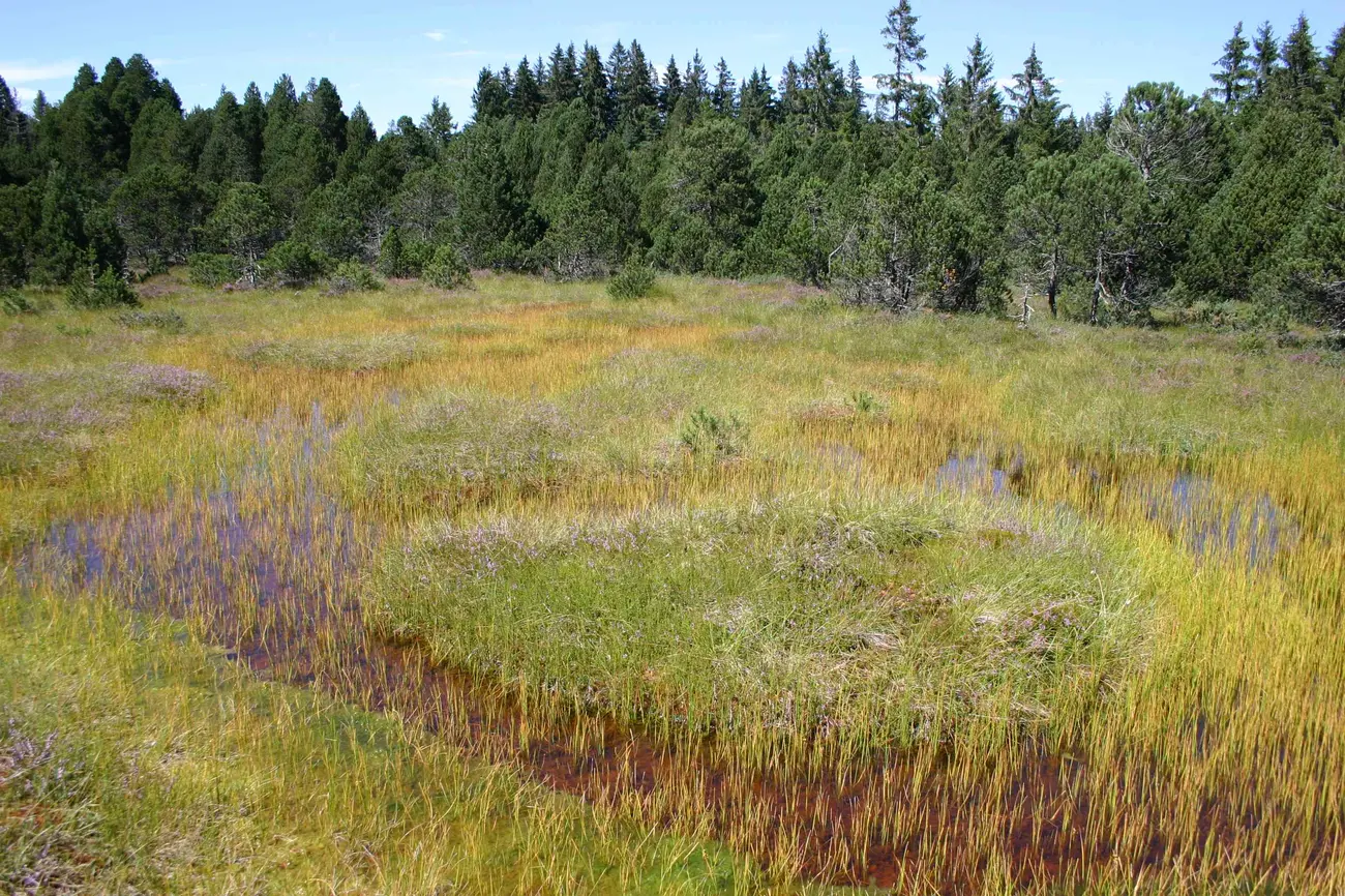 Moor mit Schilfpflanzen im Hintergrund Waldbäume