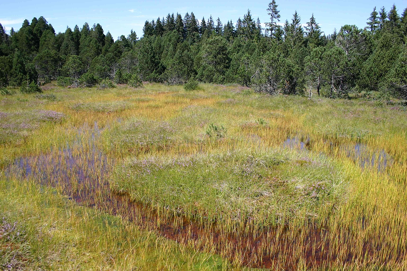Moor mit Schilfpflanzen im Hintergrund Waldbäume