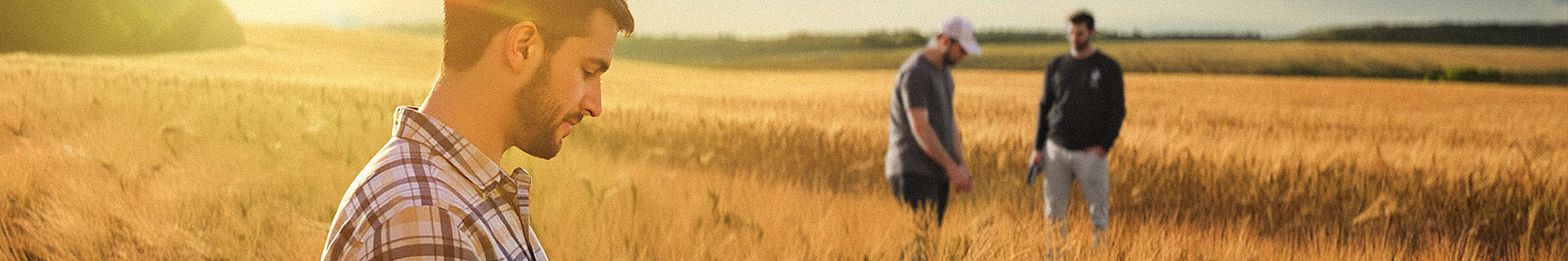 Das Bild zeigt ein goldenes Weizenfeld bei Sonnenaufgang oder Sonnenuntergang, das in warmes Licht getaucht ist. Drei Personen stehen im Feld: Im Vordergrund: Eine Person mit kariertem Hemd. Im Hintergrund: Zwei weitere Personen, eine mit dunklem Oberteil und heller Hose, die andere mit heller Mütze und dunkler Hose.