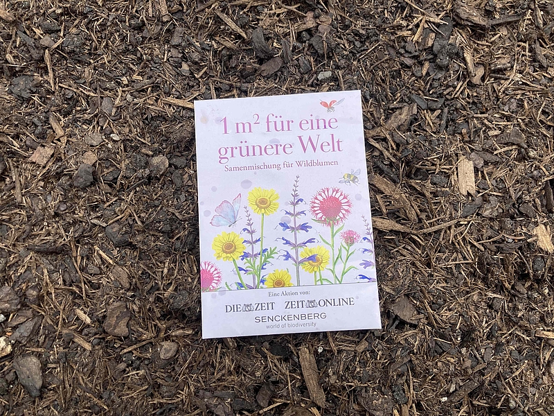 Hochbeete für die Hochschule; Bildrechte: Karl Michael Drohsel und Anna Szilágyi-Nagy