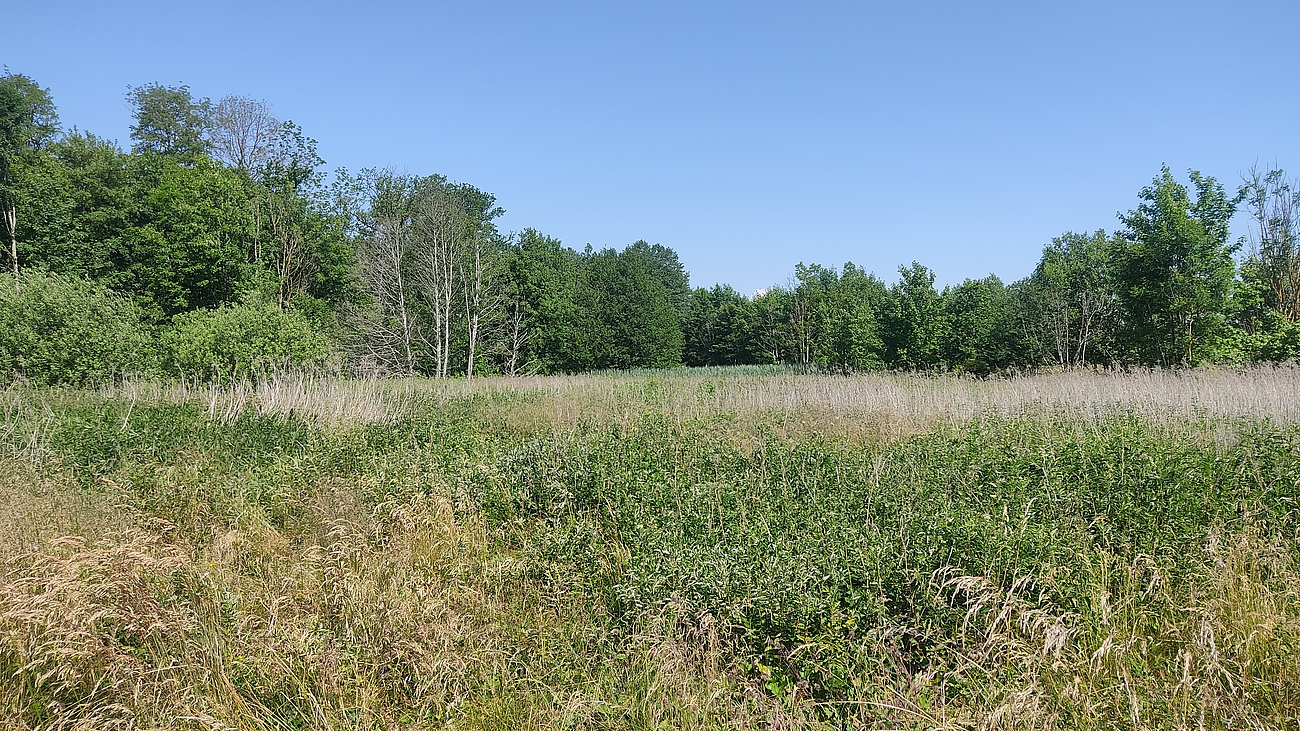 Moorlandschaft im Hintergrund bewaldet