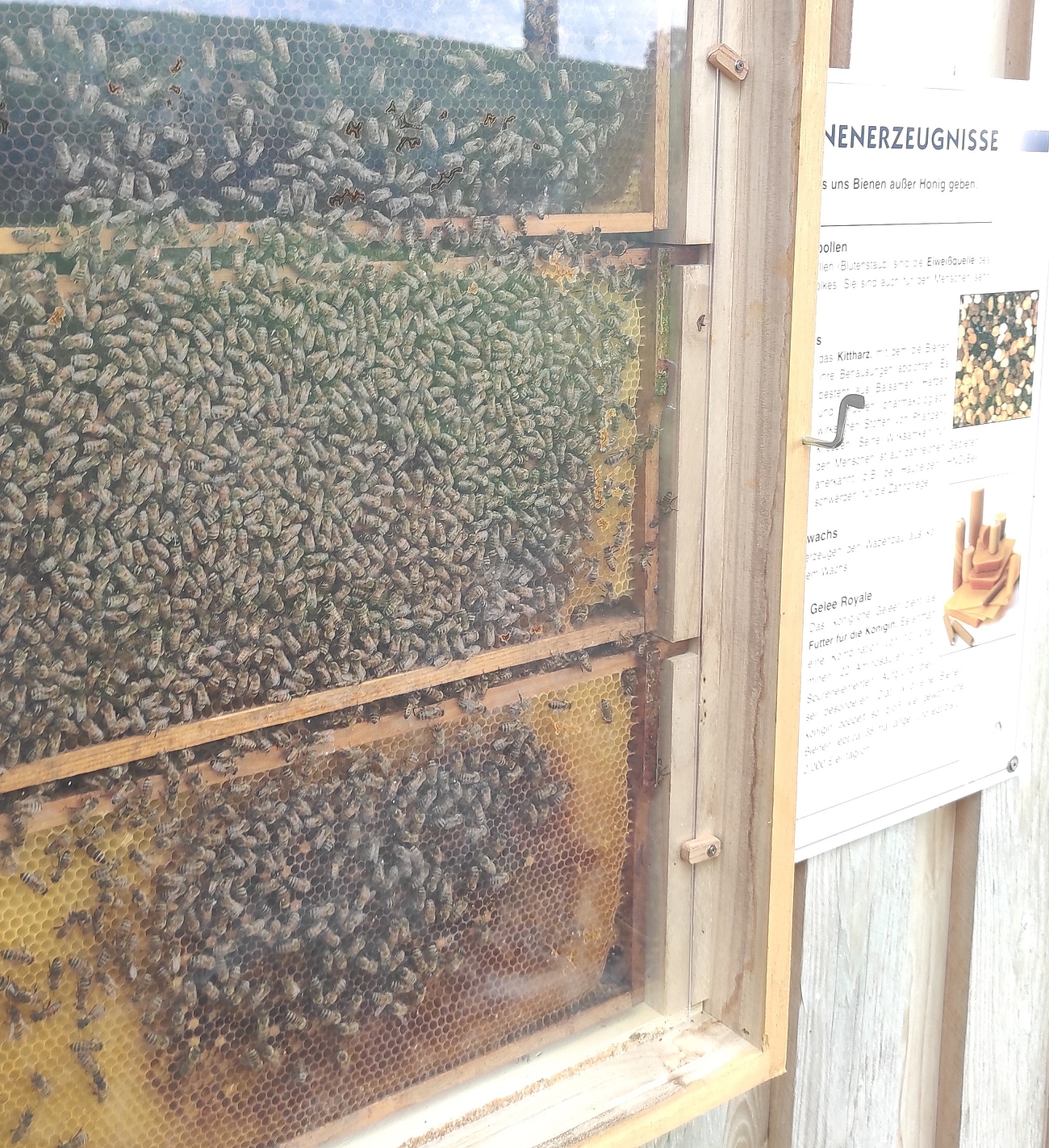 Wabenfenster und Infotafel