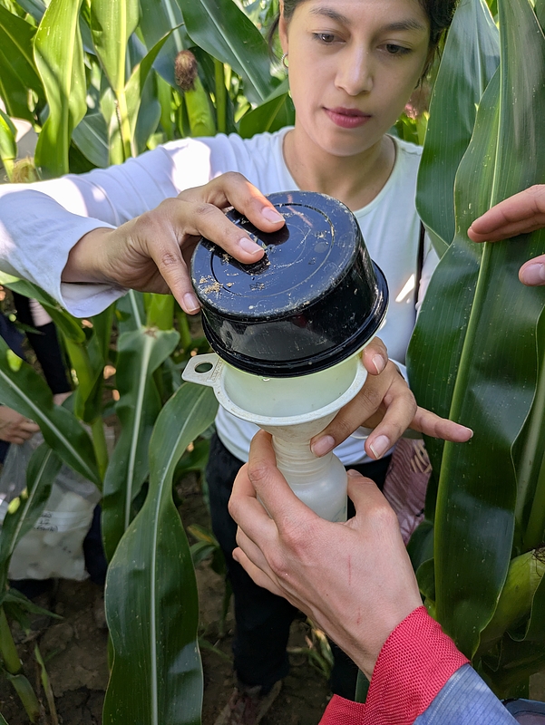 Camila sicher den Inhalt einer Becherfalle