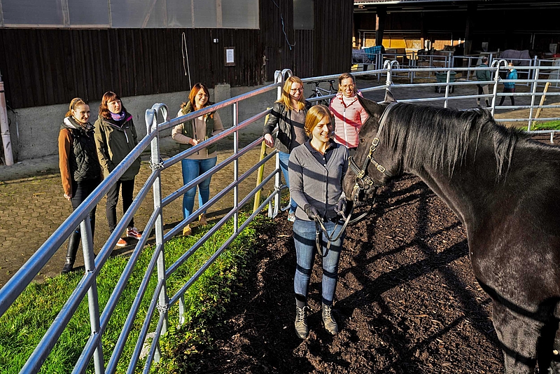 Pferd auf einer Koppel, Studierende am Zaun