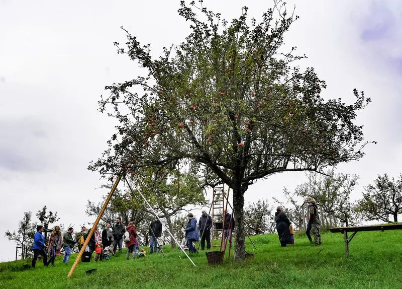 Apfelbaum mit Eltern und Kindern