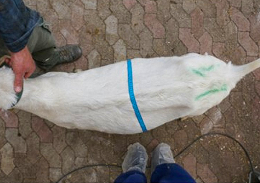 Rücken einer Ziege von oben fotografiert